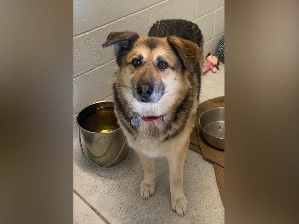 A day of care for an animal in Kelowna