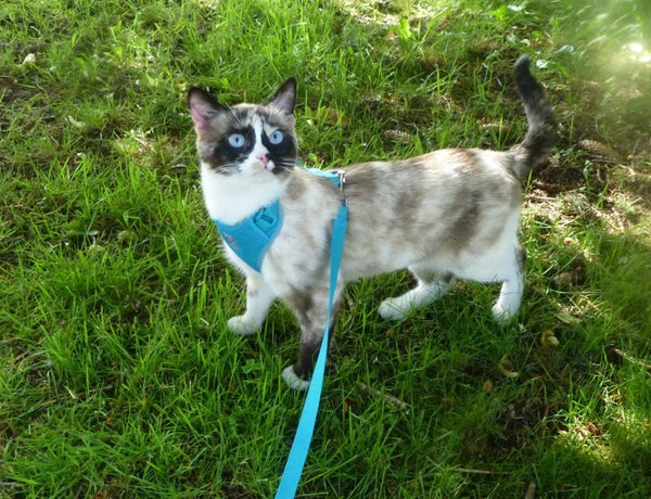 Cat harness