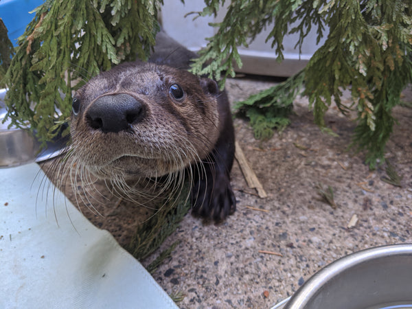 Pool Pen 1 - Wild ARC