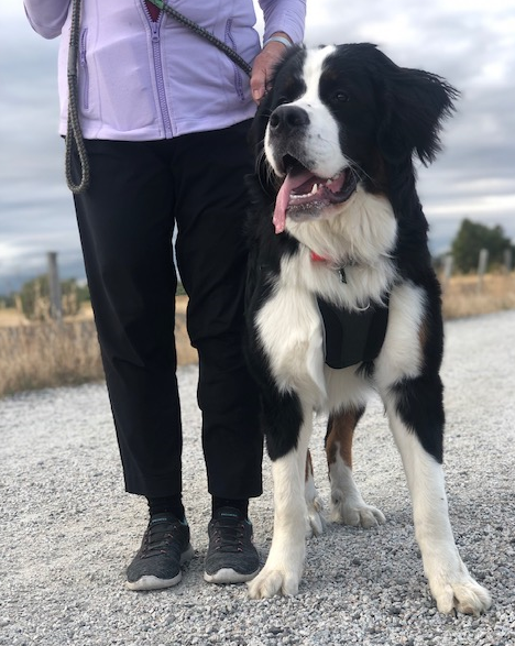 Tempo No Pull Dog Harness