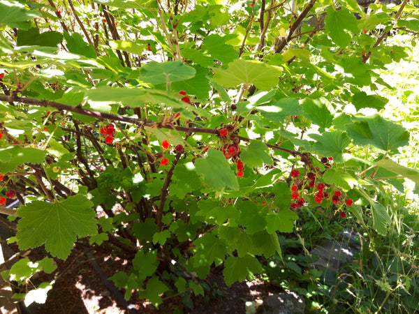 Organic Garden - Wild ARC