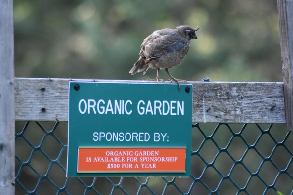 Organic Garden - Wild ARC