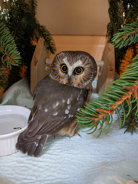 Buy Me Dinner! Support the care of a wild patient