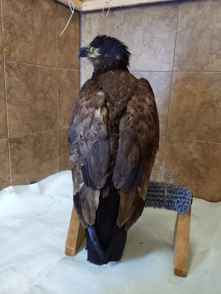 One week of care for an eagle
