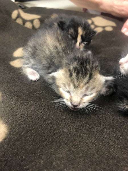 Kitten Care for a week