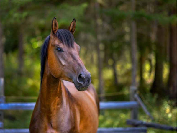 Rescue Me - Horse Book