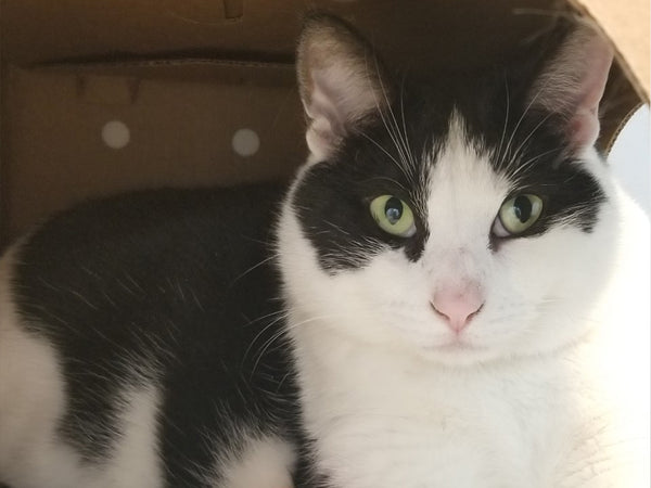 A day of care for an animal in Richmond