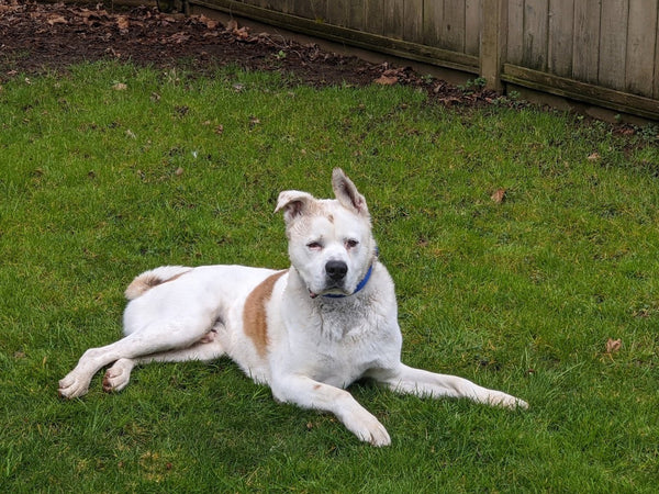 A day of care for an animal in South Okanagan/Similkameen