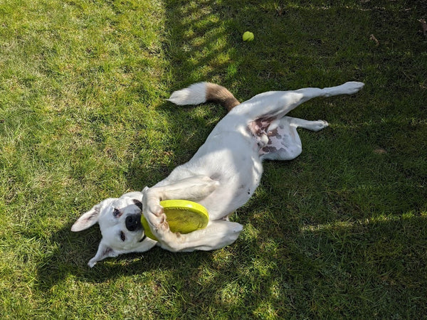 A day of care for an animal in South Okanagan/Similkameen