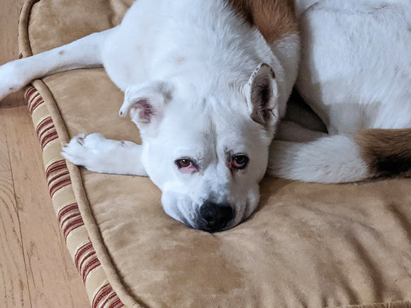 A day of care for an animal in South Okanagan/Similkameen