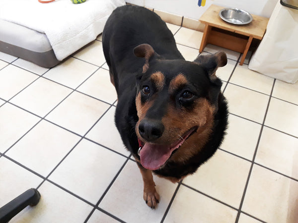 A day of care for an animal in South Peace