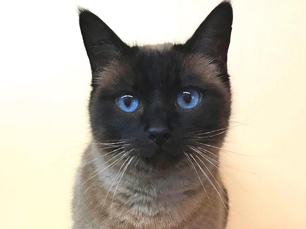 A day of care for an animal in Sunshine Coast