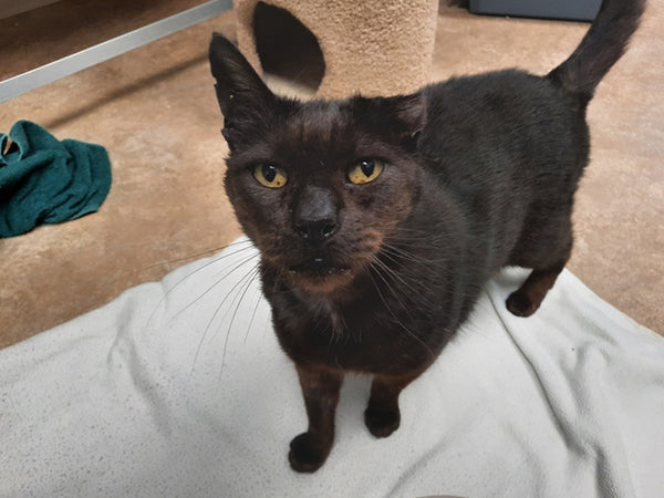 A day of care for an animal in Surrey