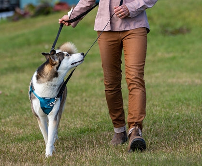 Tempo No Pull Dog Harness