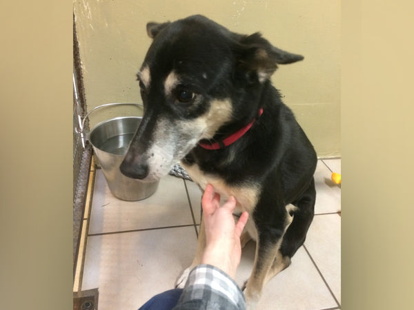A day of care for an animal in West Vancouver