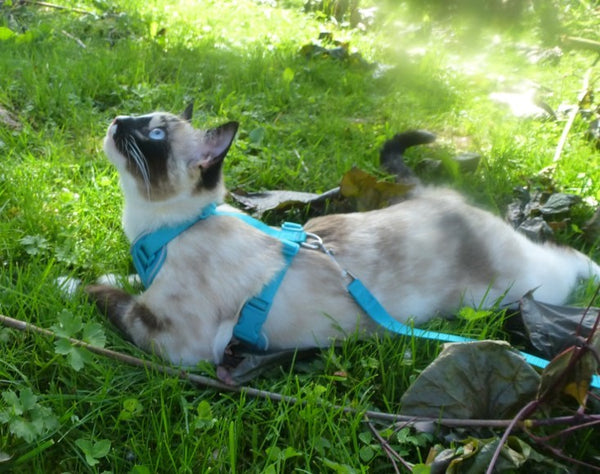 cat harness