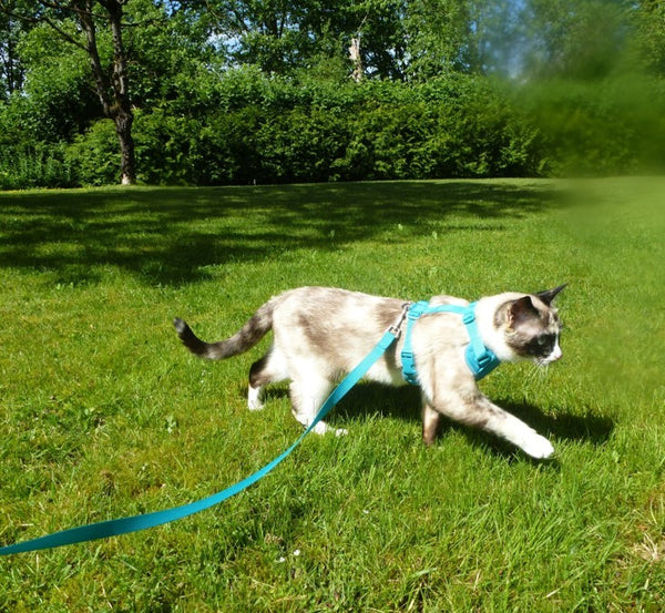 adventure cat harness