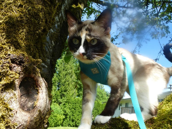 cat harness