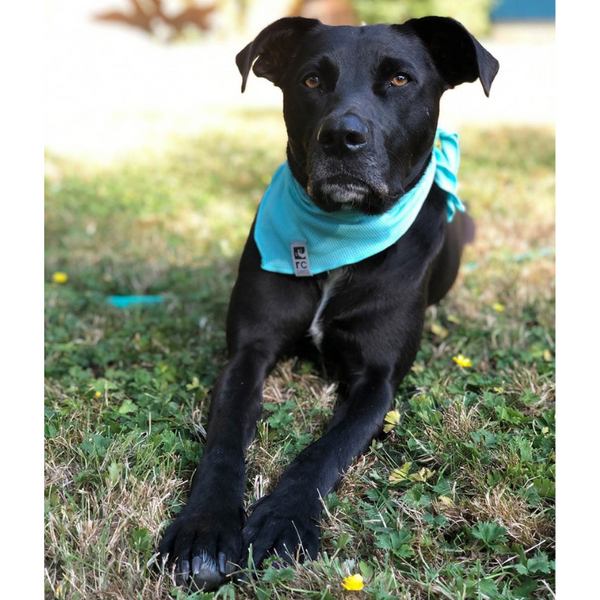 Cooling Dog Bandana