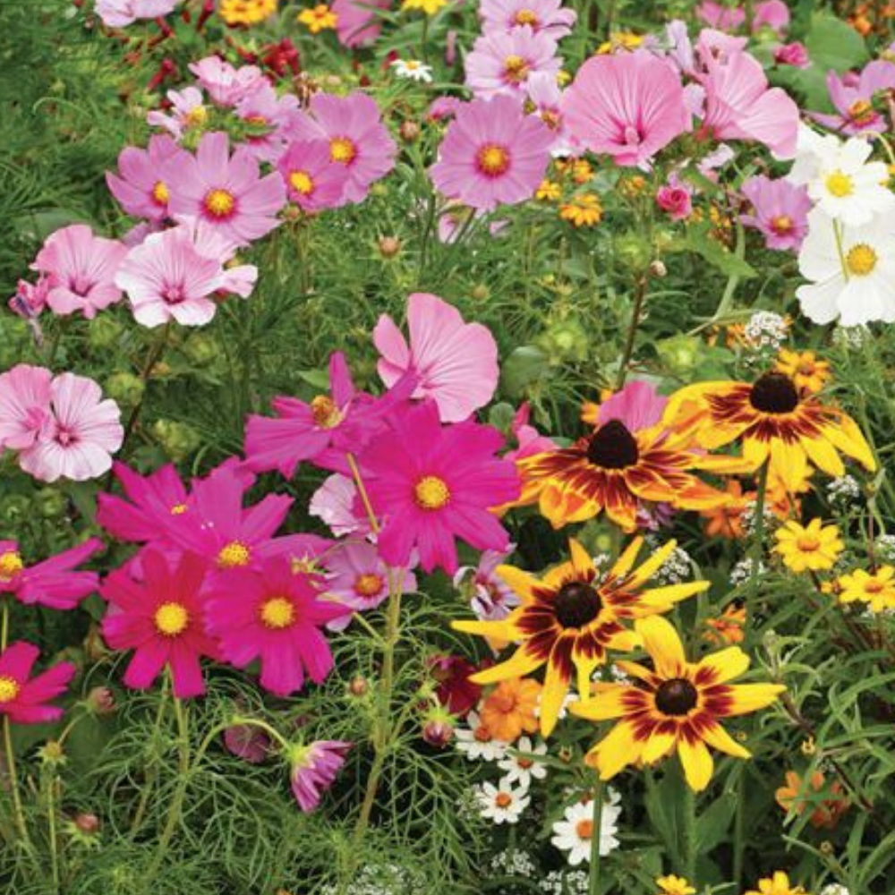 bc seeds garden Seeds – BC SPCA