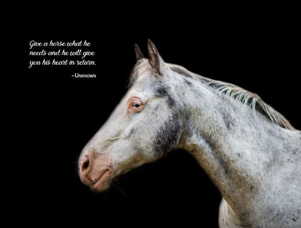 Rescue Me - Horse Book