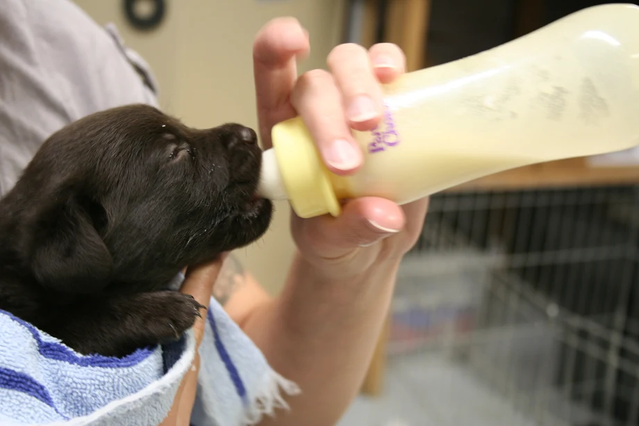 Puppy online formula milk