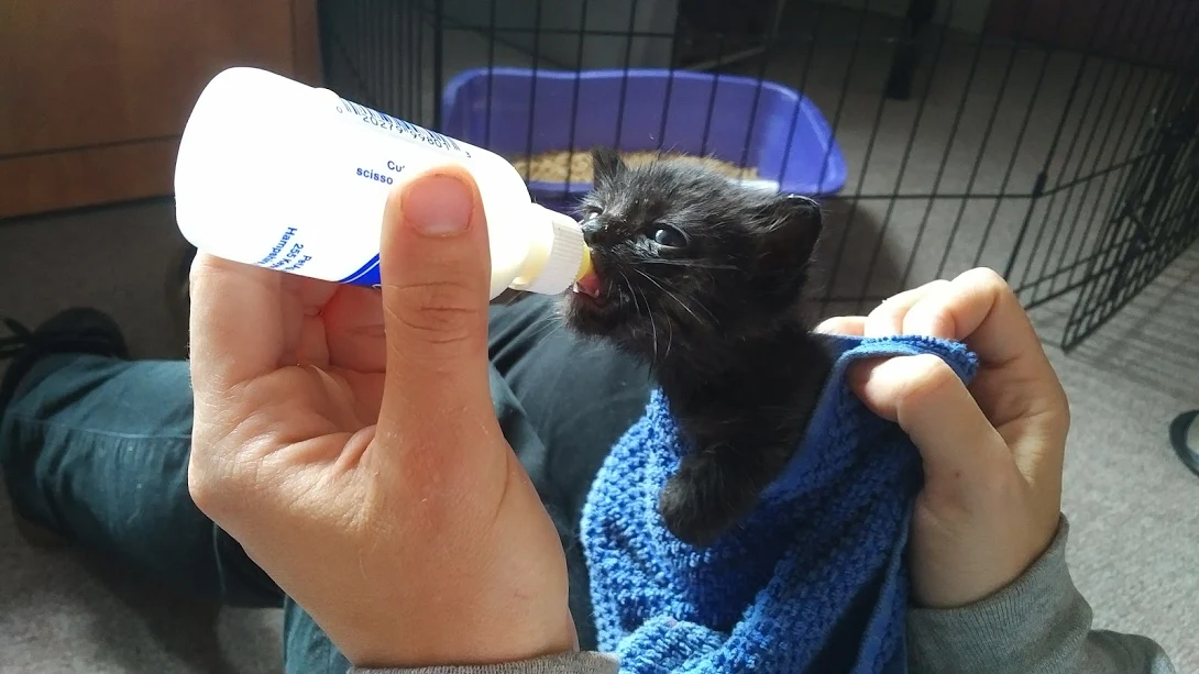 How much formula for newborn cheap kitten