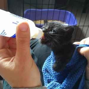 Orphaned Kitten Formula & supplies (for a litter for 1 day)