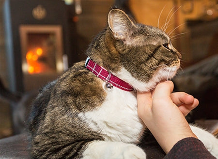 Primary Kitty Breakaway Collar