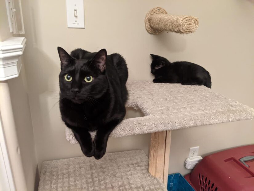 Happy 'Paw'thers day – BC SPCA