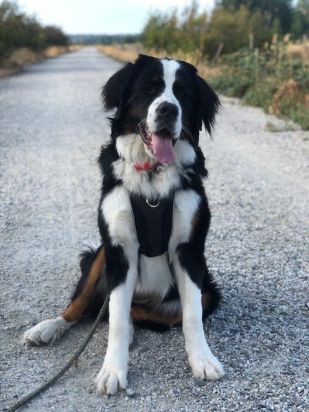 Tempo No Pull Dog Harness