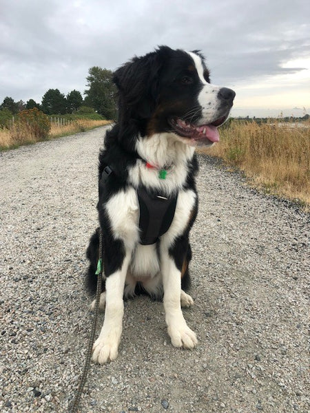 Tempo No Pull Dog Harness