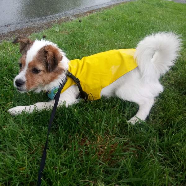 Dog Rain Jacket