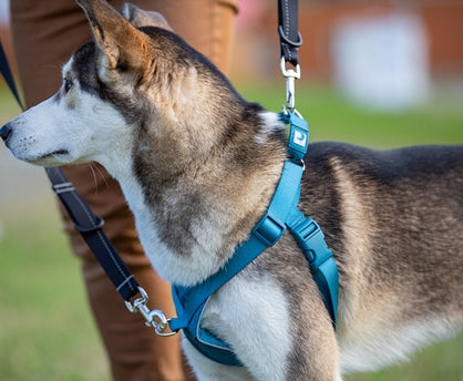 Tempo No Pull Dog Harness