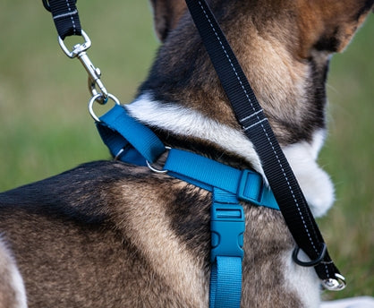 Tempo No Pull Dog Harness