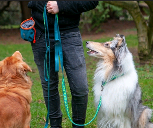 Essential Treat Bag