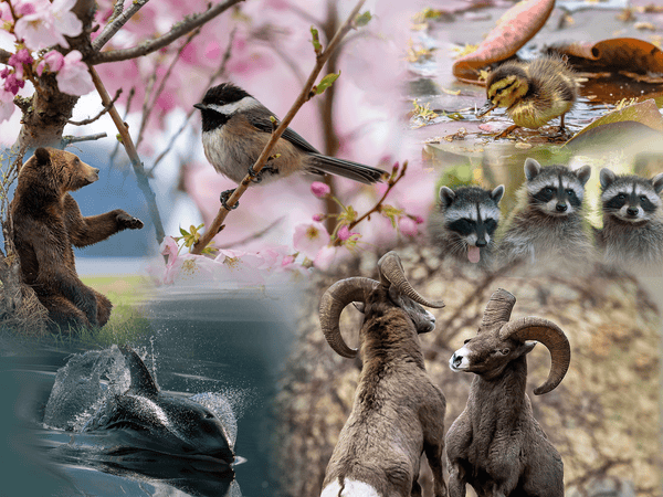 Wildlife puzzle (500 pcs)