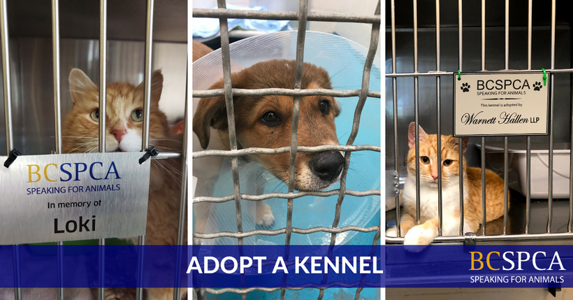 Collections – BC SPCA