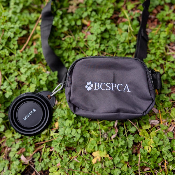 Collapsible Pet Bowl