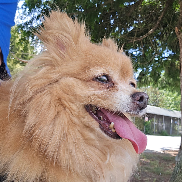 Dog - 1 Day of Shelter & Love