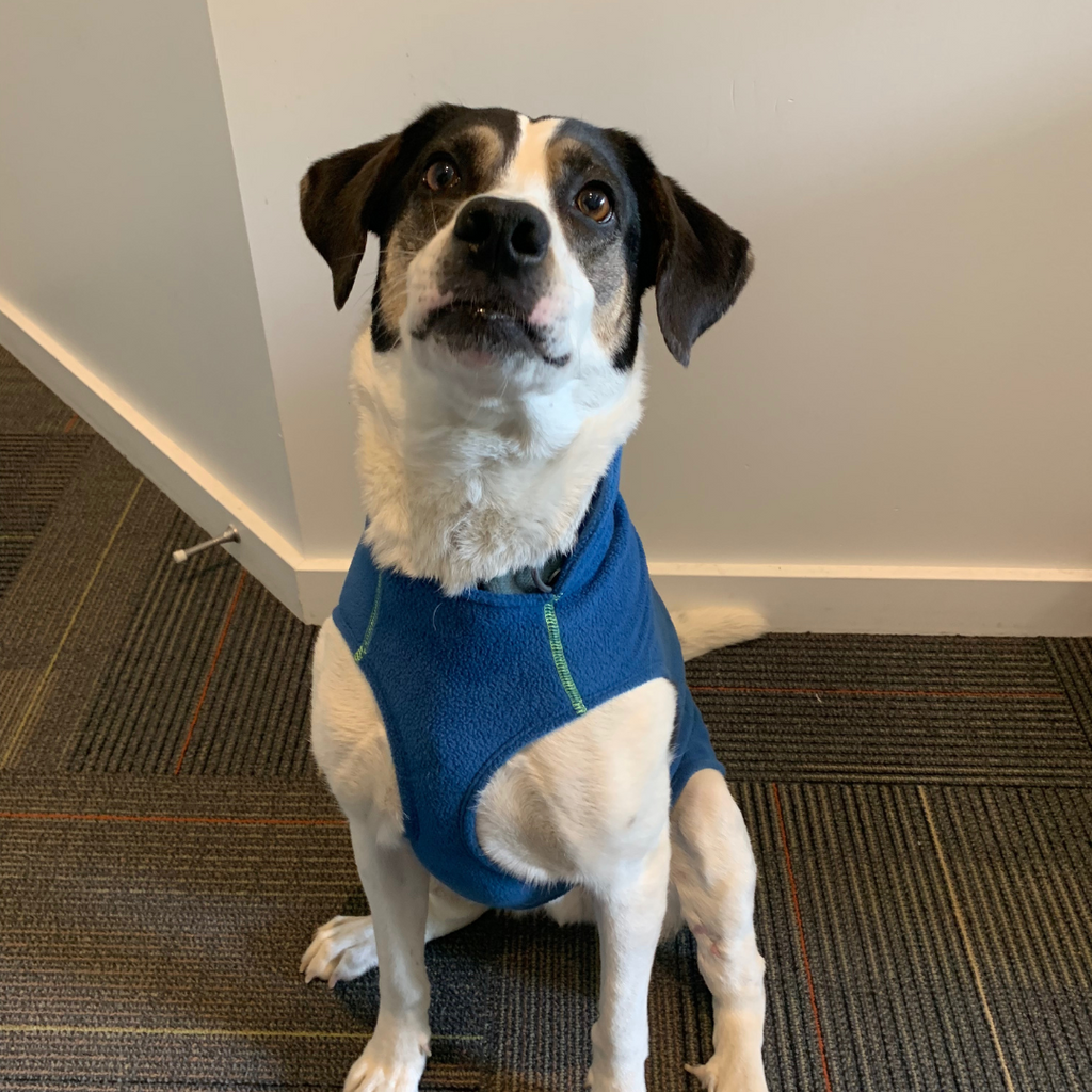 Dog Fleece Pullover BC SPCA