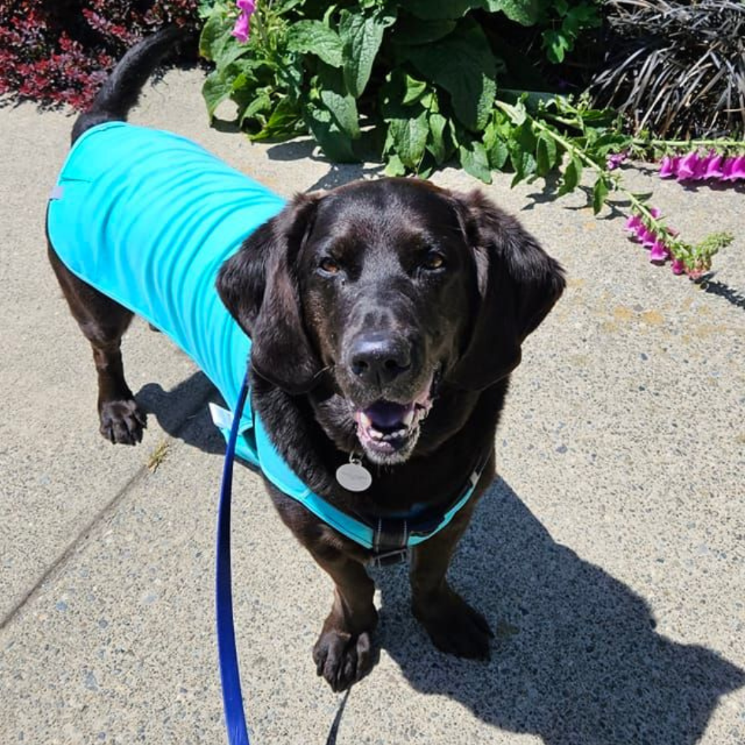 Zephyr Cooling Dog Vest – BC SPCA