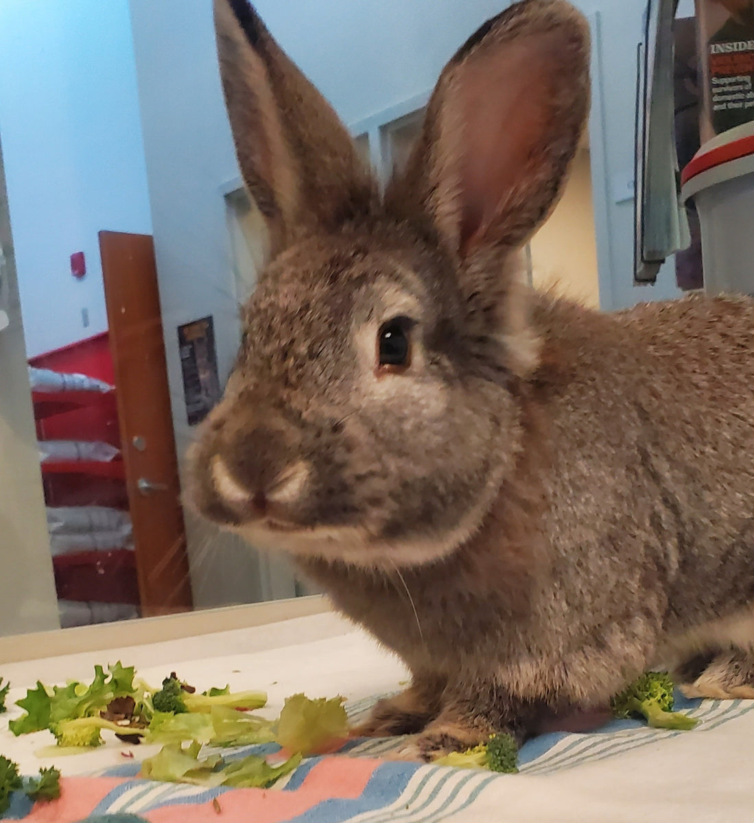 Foster Animal Support – BC SPCA