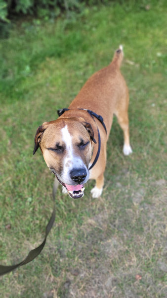 A day of care for an animal in West Vancouver