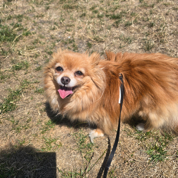Dog - 1 Day of Shelter & Love