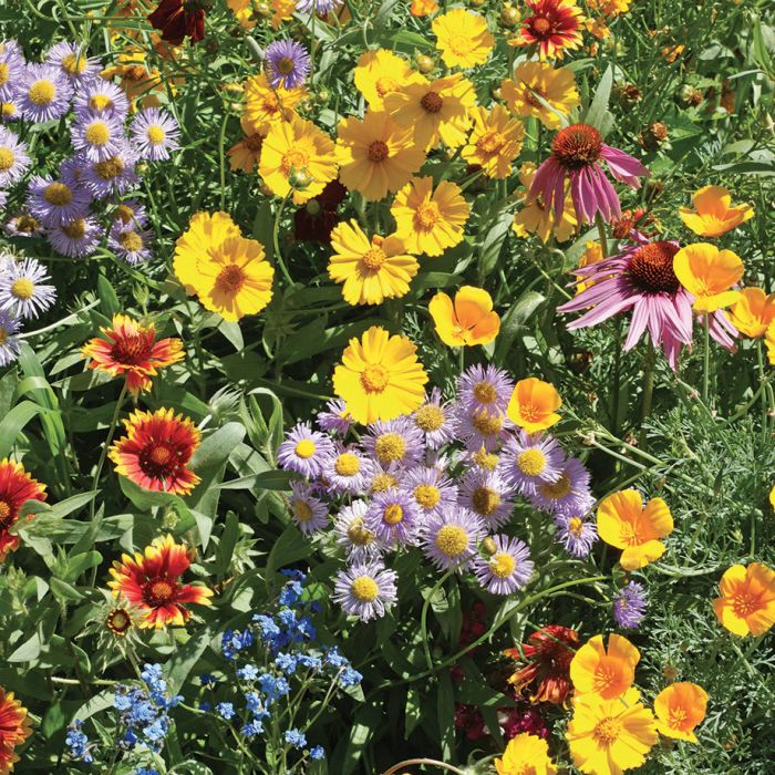bc wildflower seeds Seeds – BC SPCA
