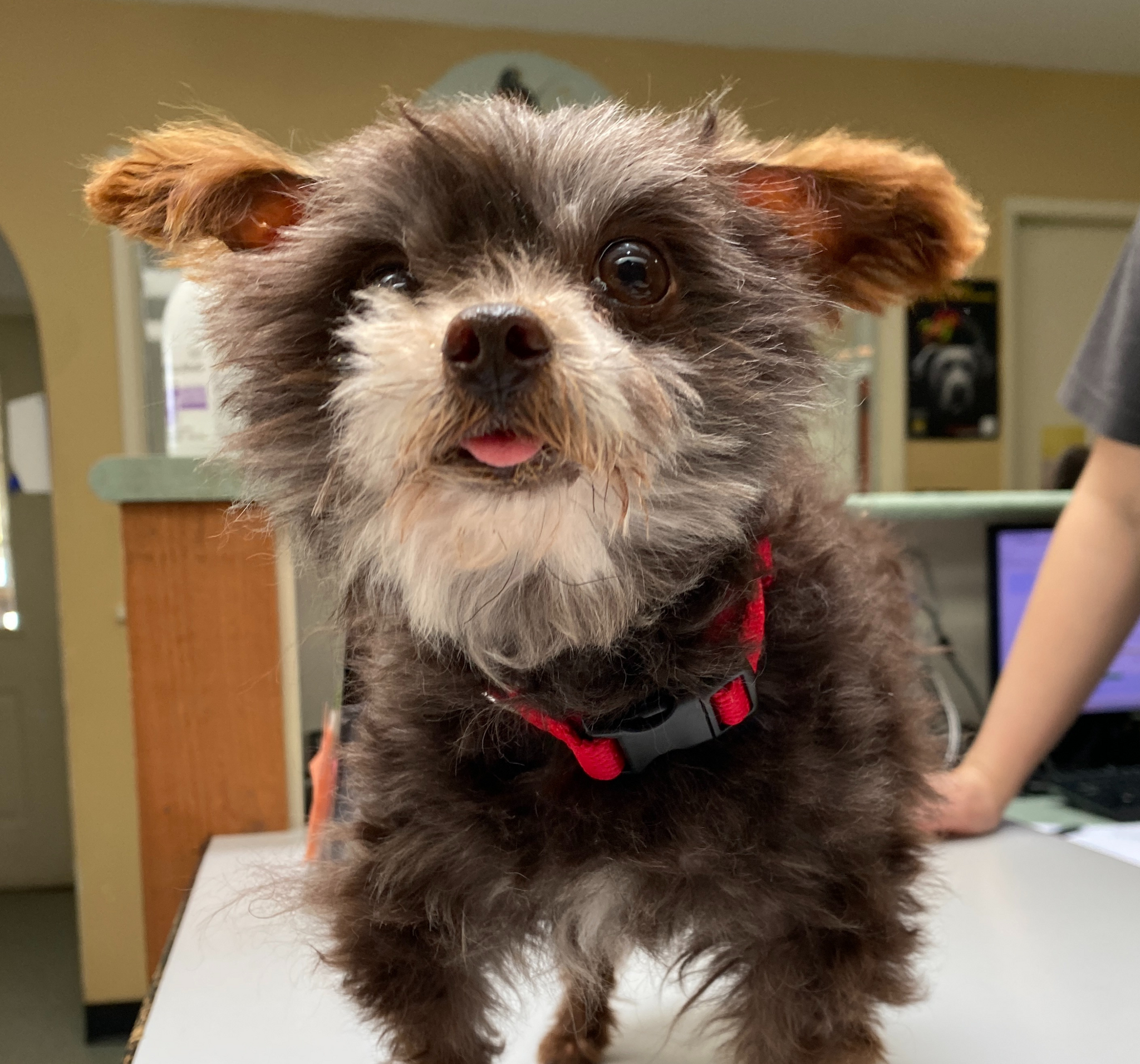 Dogs trust xmas catalogue 2025