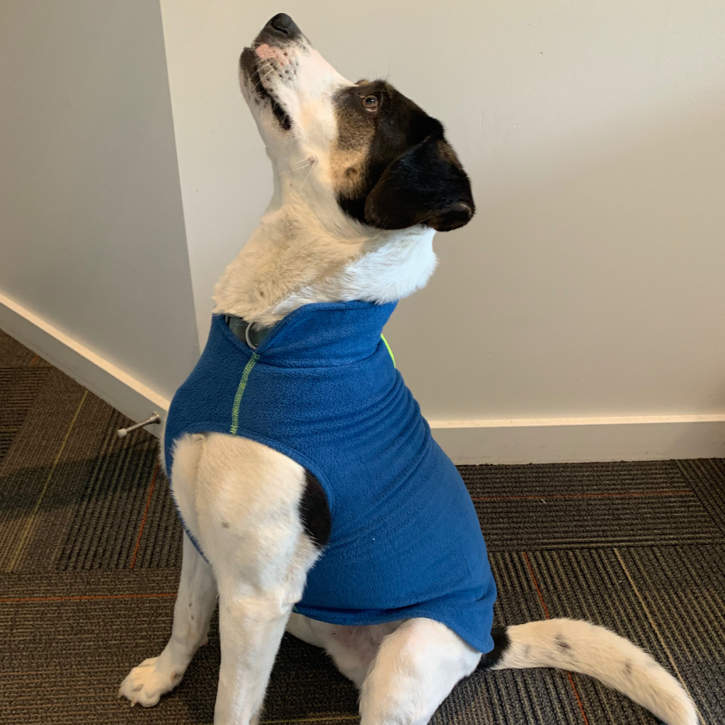 Fleece lined 2025 dog hoodie