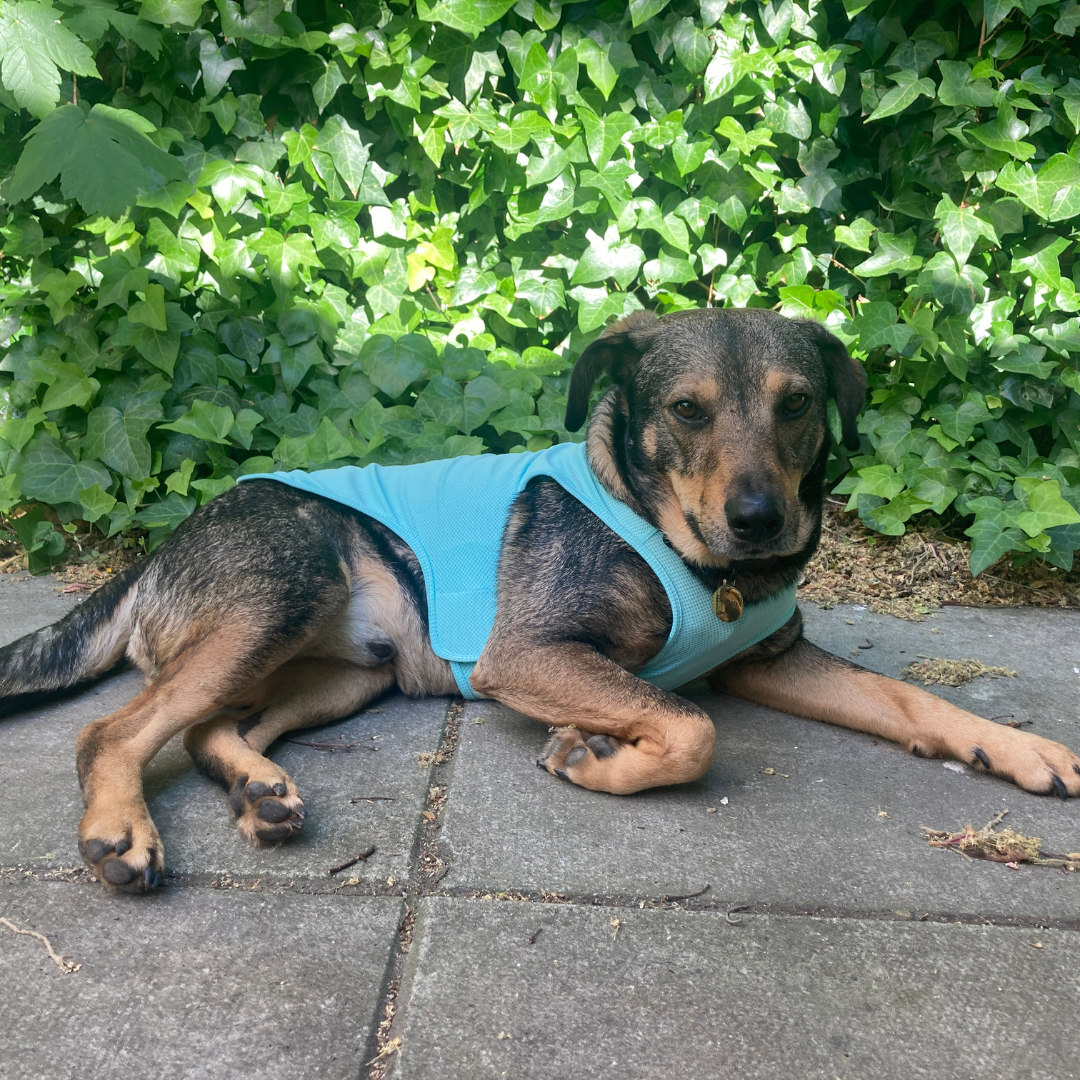Cooling vests for sales dogs