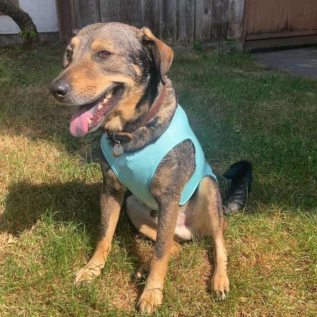 Dog cooling hot sale vest petbarn